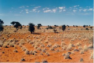 Kalahari