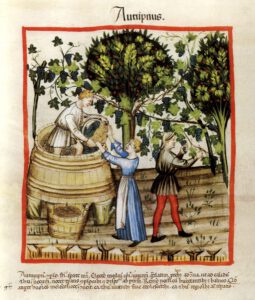 Vendanges de hautains en automne de l'an 1390 Tacuinum Sanitatis (ca. 1390), Wien, Codex Vindobonensis Series nova 2644, fol. 54 verso