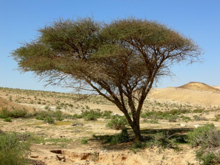 Lire la suite à propos de l’article Désert 9 – Je planterai dans le désert le cèdre et l’acacia (Is 41)