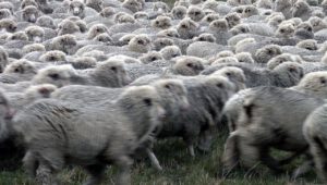 Troupeau de moutons (PxHere.com)
