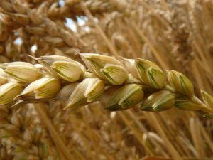 grains de blés et épis