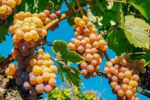 Vigne et grappes